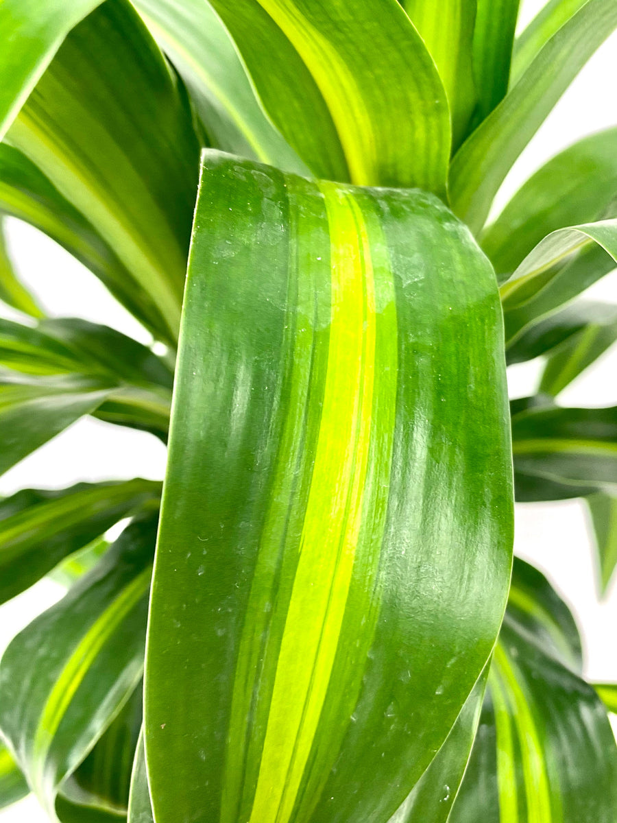 Dracaena Hawaiian Sunshine, Live Plant Indoor Air Purifier