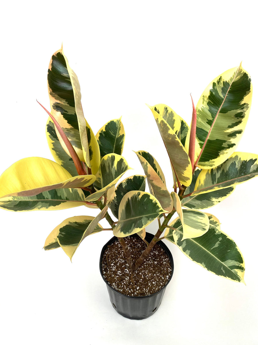 Ficus Tineke Tree Form Double, Variegated Rubber Tree