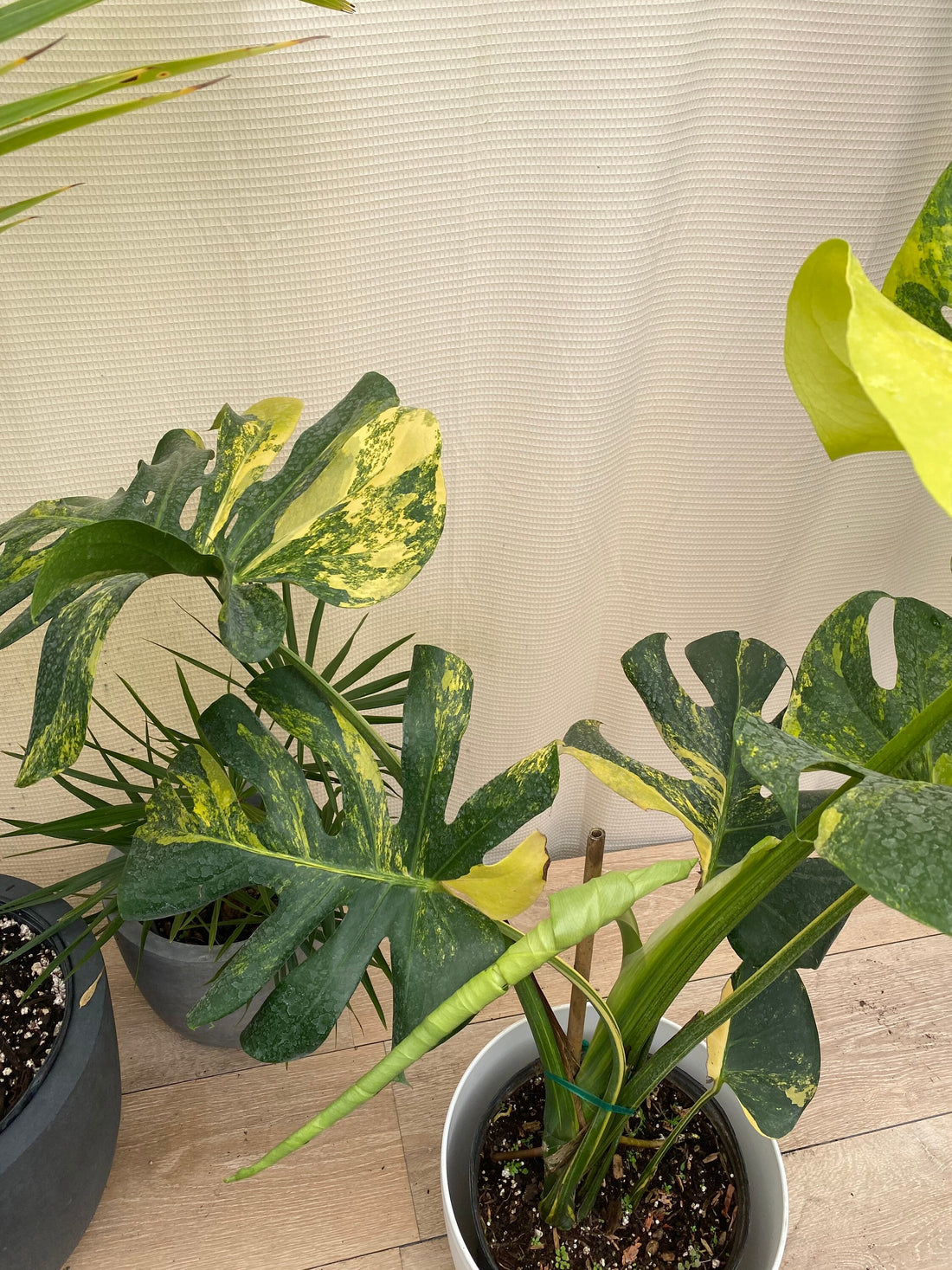 multiple Monstera Deliciosa Aurea Highly Variegated Rare and Exotic