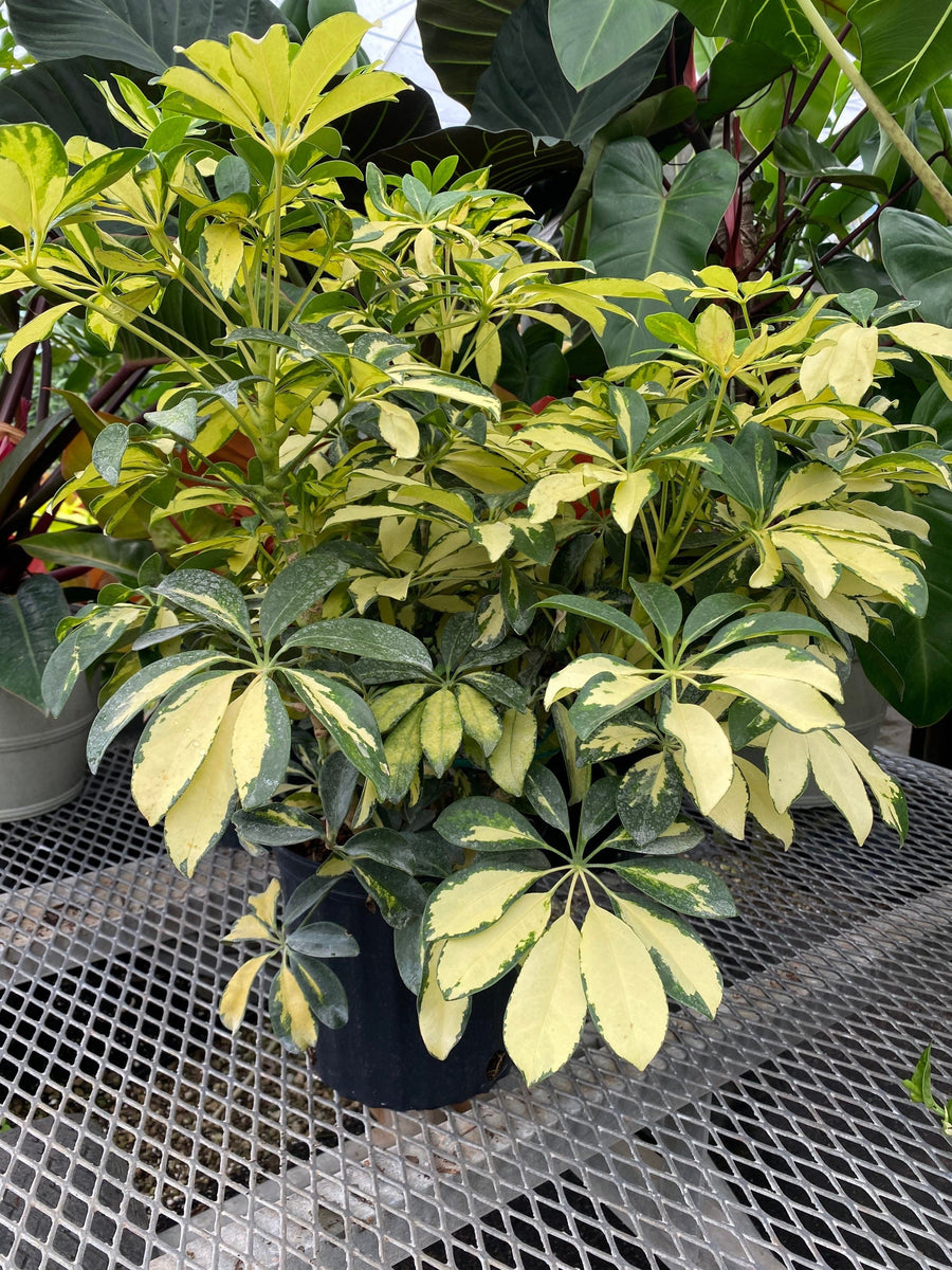 Trinette Arbaricola, Umbrella Tree Live Plant