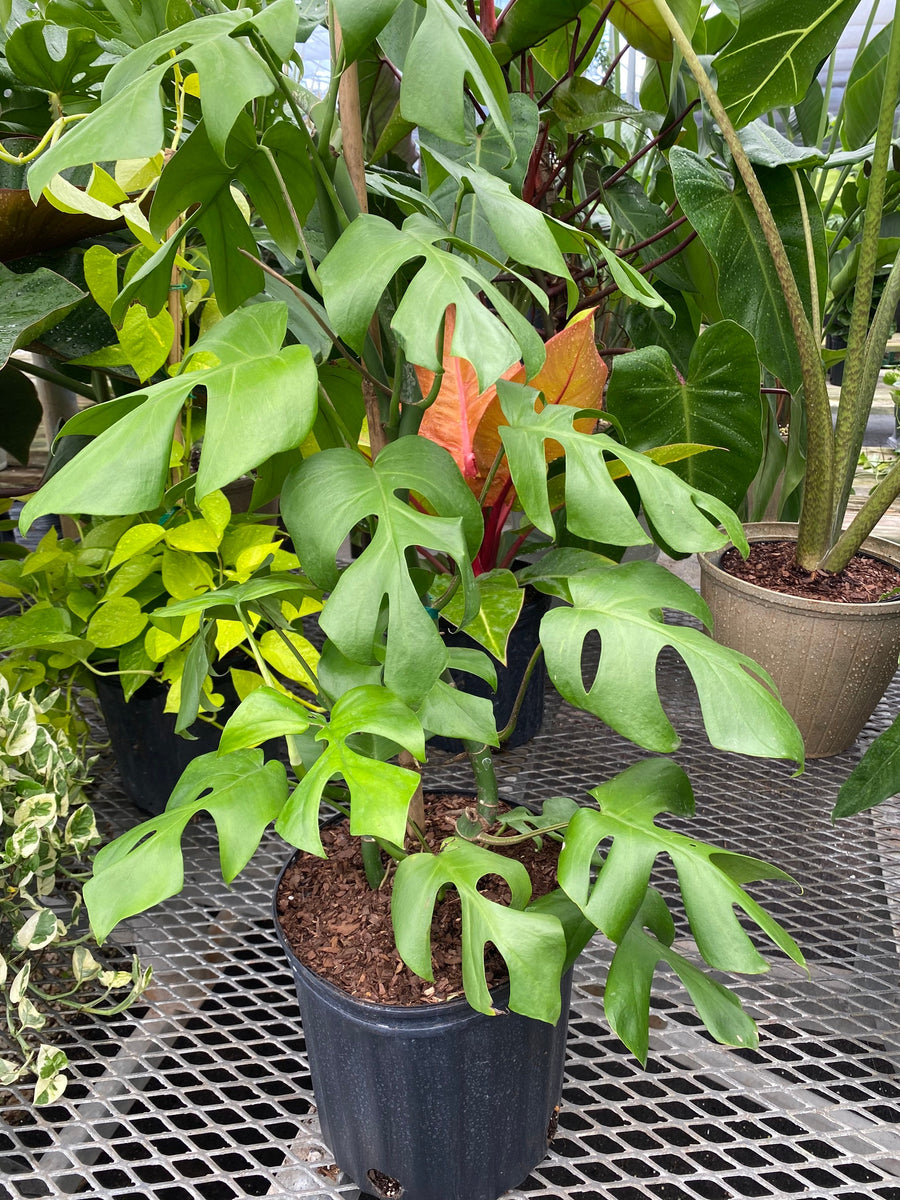 Monstera Ginny Vining in Trellis, Philodendron Minima Tetrasperma