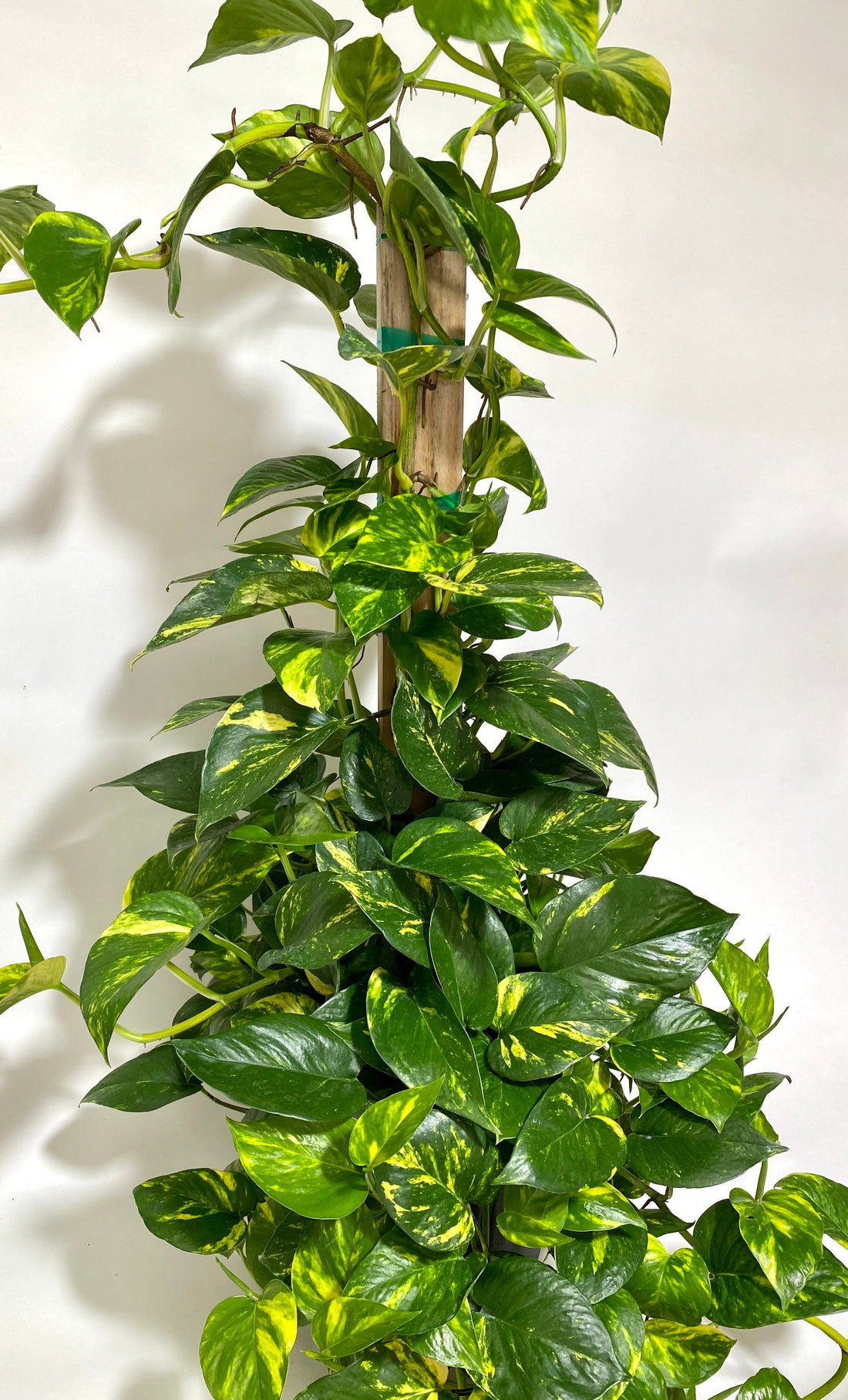 Golden Pothos in Trellis, Epipremnum Aureum