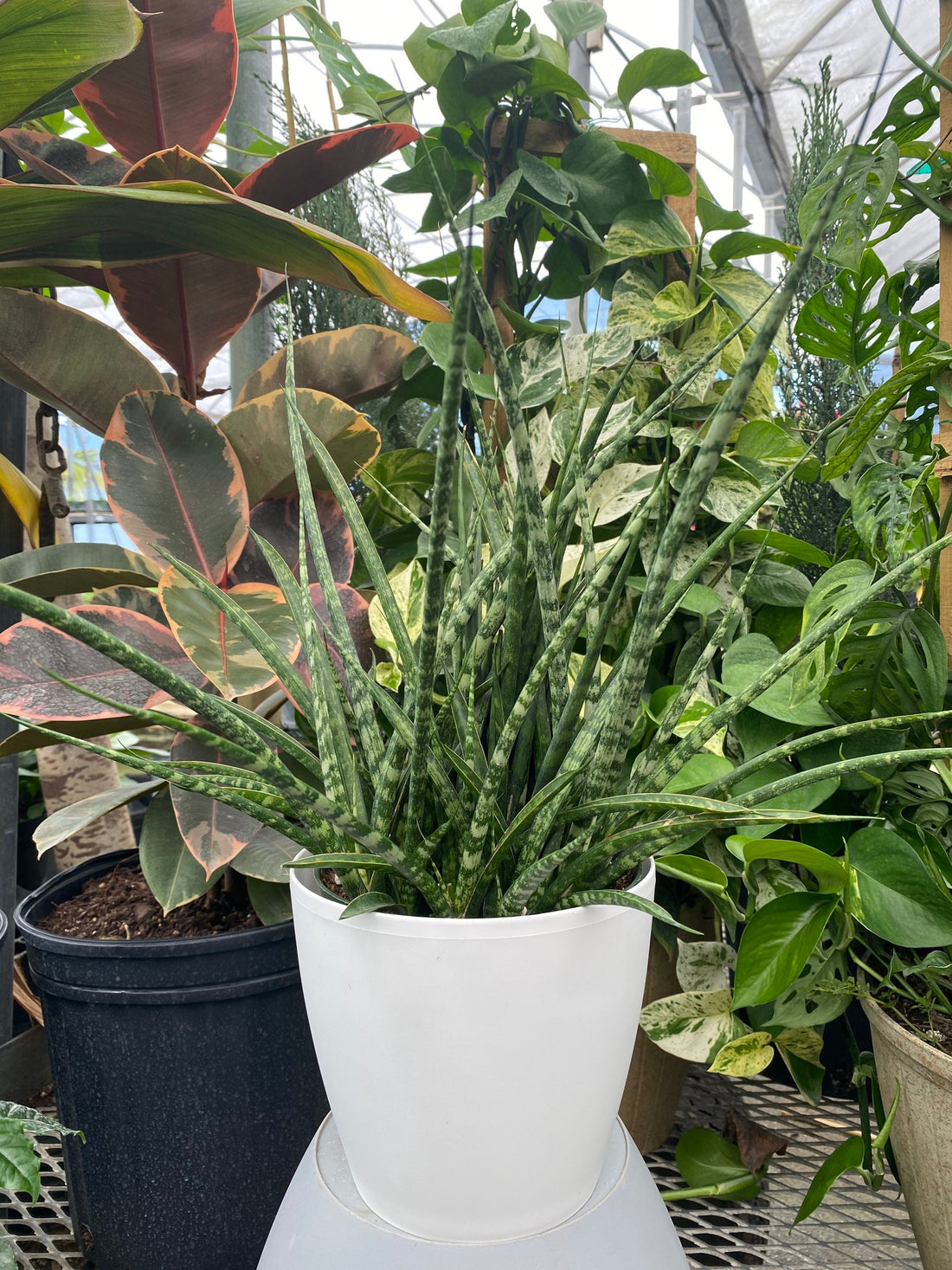 Sansevieria Fernwood Mikado in White Deco Pot