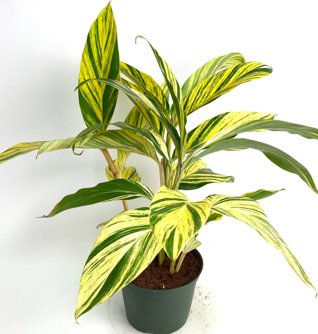 Ginger Shell Variegated, Live Tropical Prayer Plant in a green pot