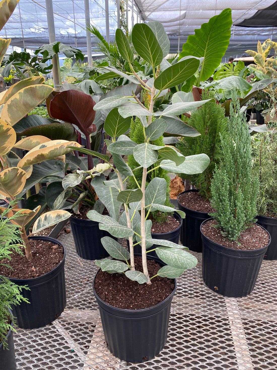 Ficus Audrey Tree Form Double, Ficus Benghalensisis Bengal Fig