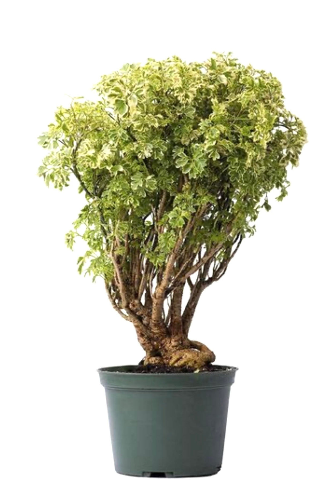 Aralia Ming Gold Bonsai Tree, Aralia Parsley, Live Plant with white background
