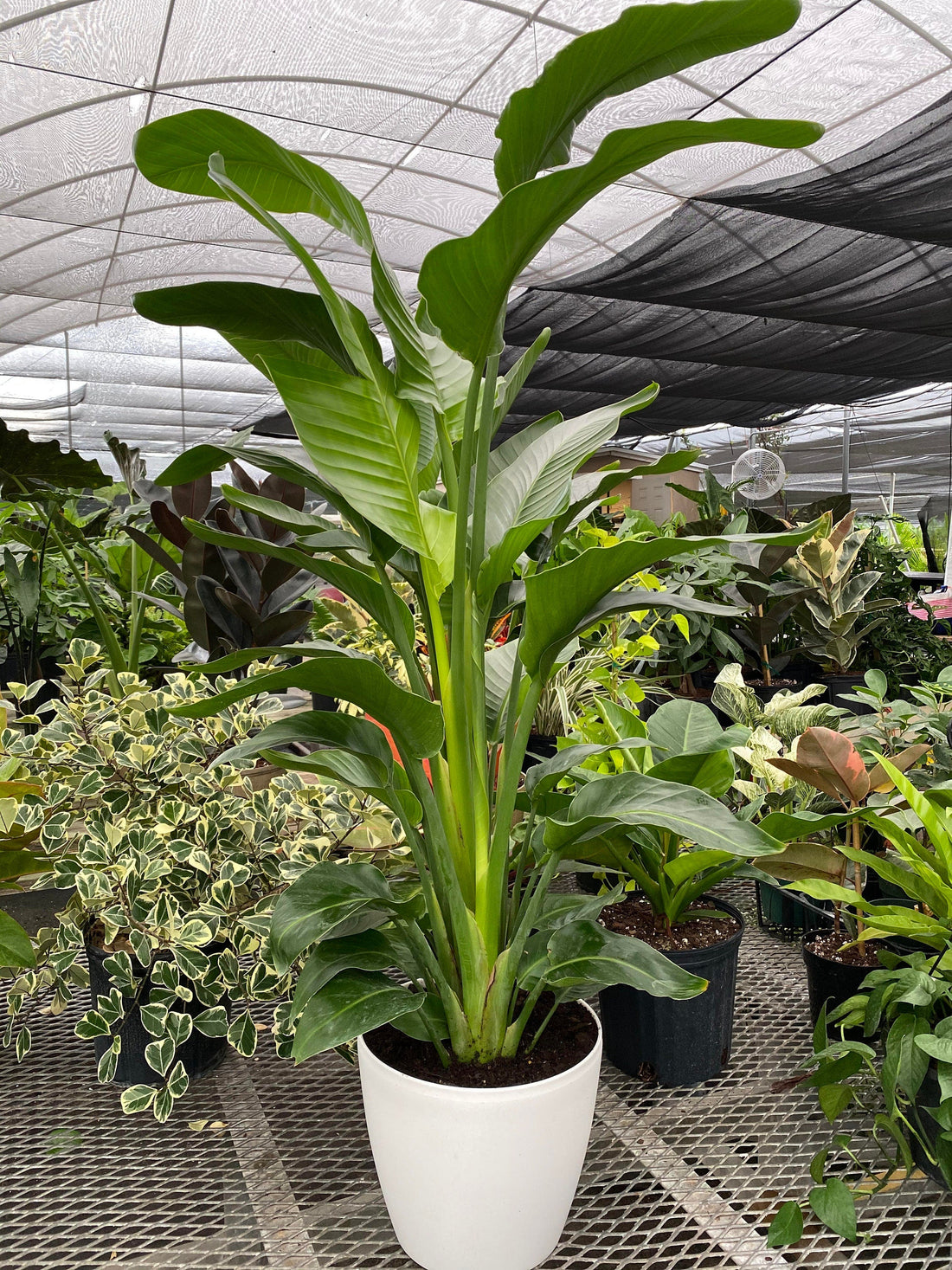 White Bird of Paradise in Deco Planter