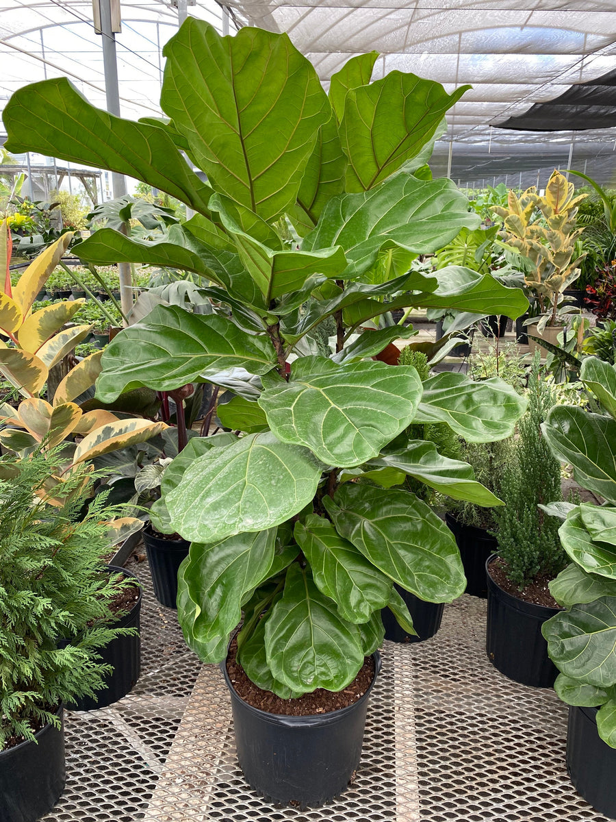 Ficus Lyrata Bush, Fiddle Leaf Fig Tree – Eureka Farms