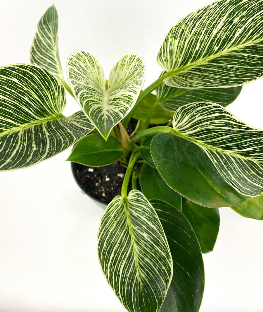 Philodendron Birkin, White Stripe Leaves