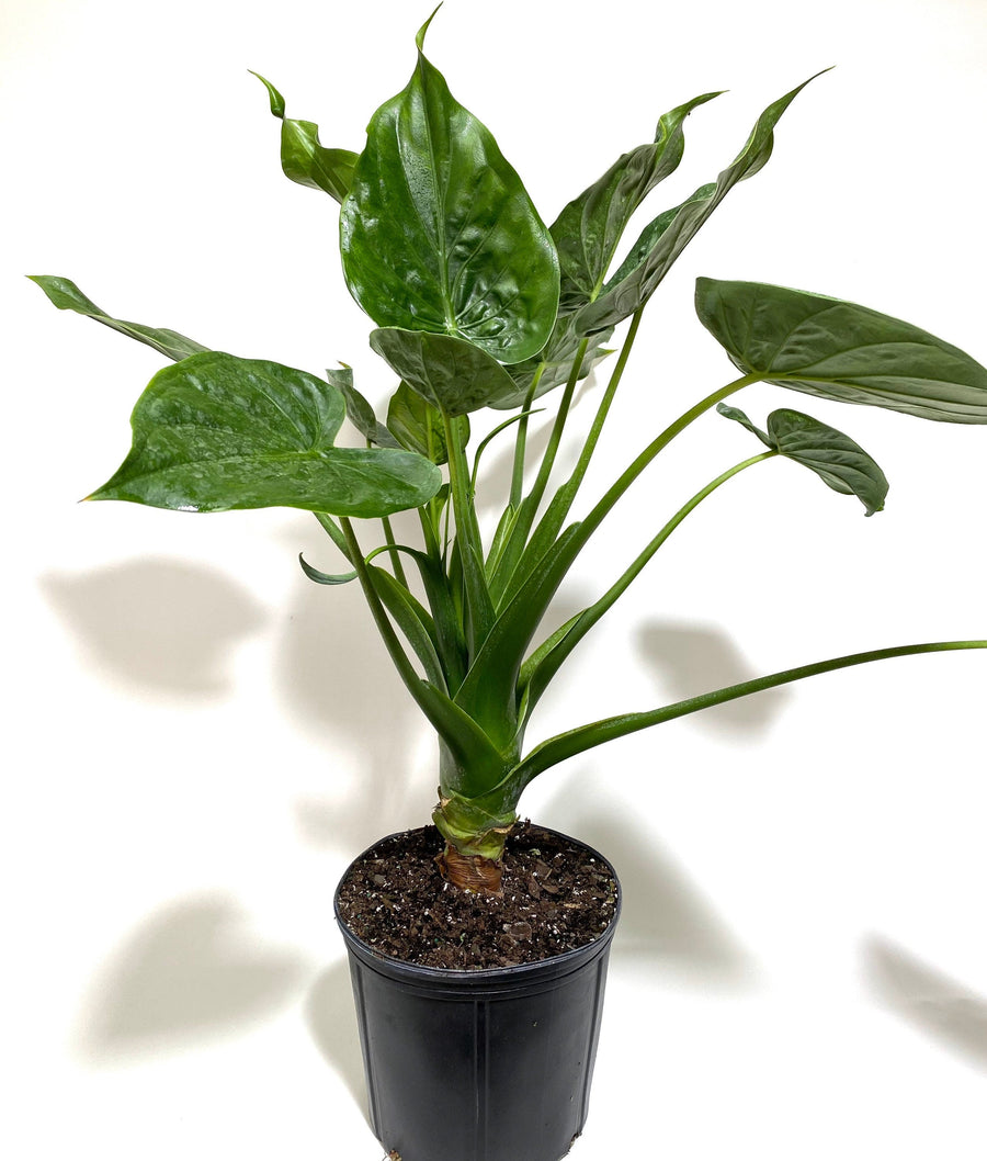 Alocasia cucullata Elephant Ear, Chinese Taro