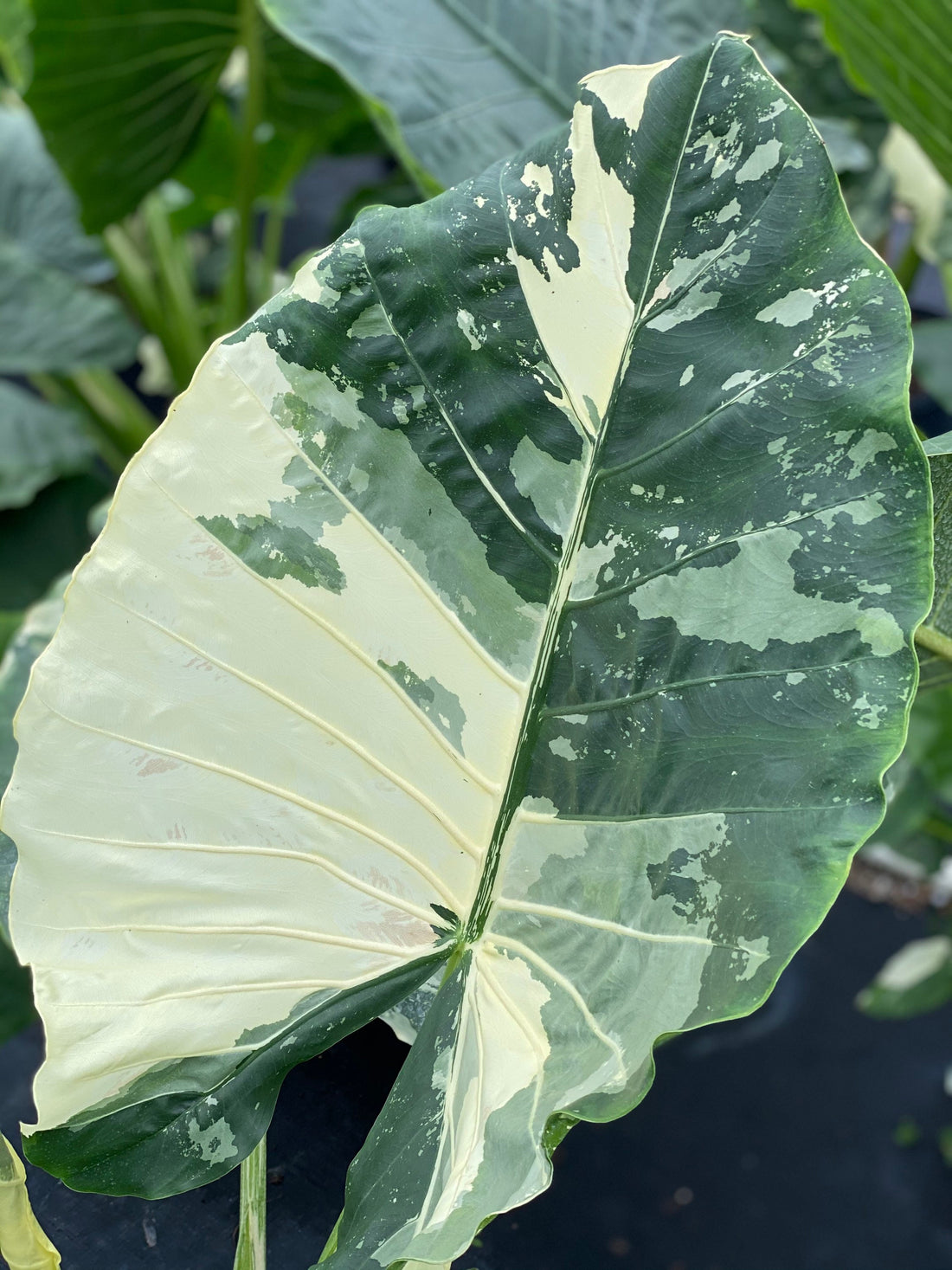 Alocasia Macrorrhiza Variegata, Collectors Rare And Exotic.