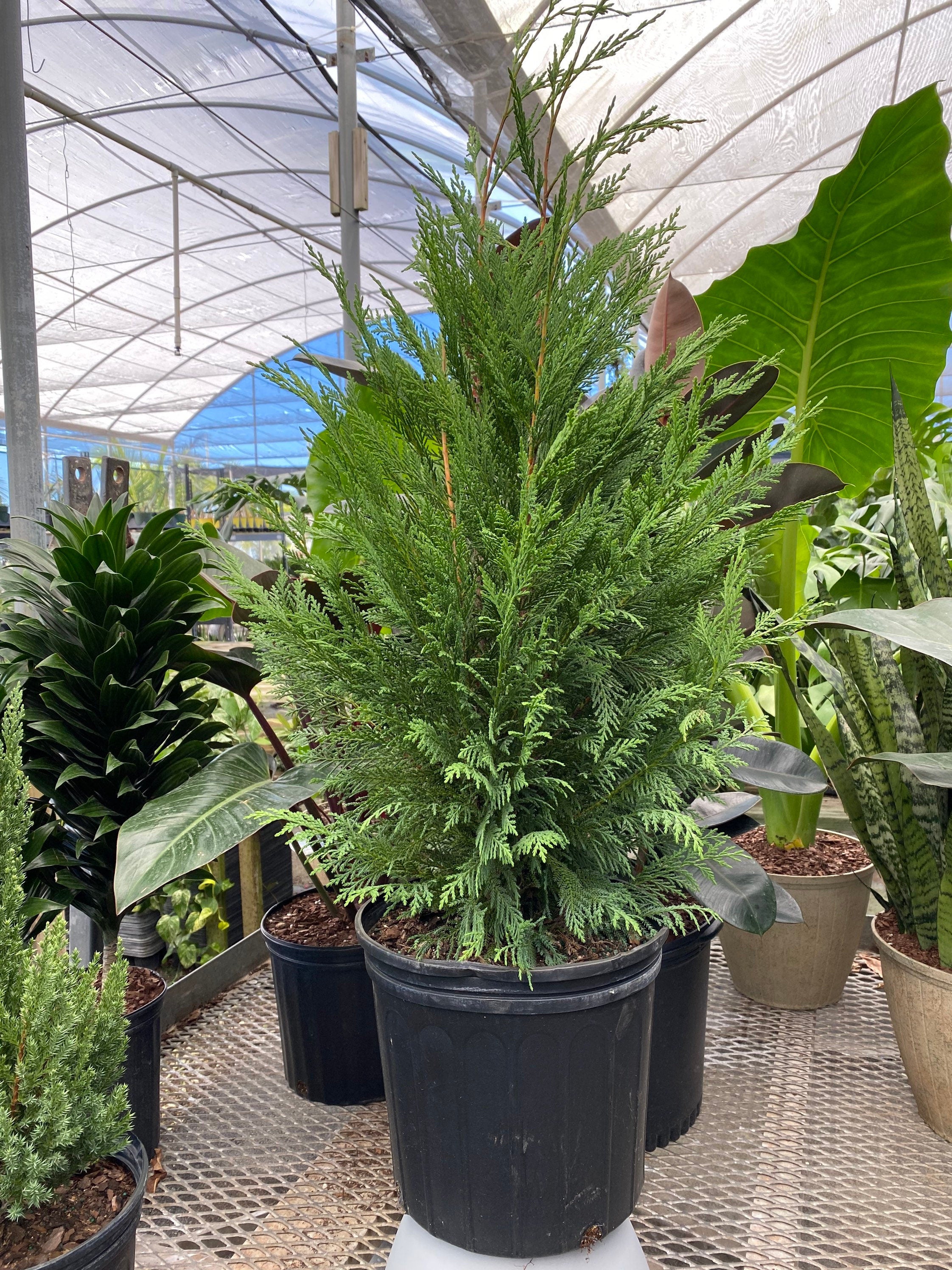 Leyland Cypress Fastest Growing Tree in a pot