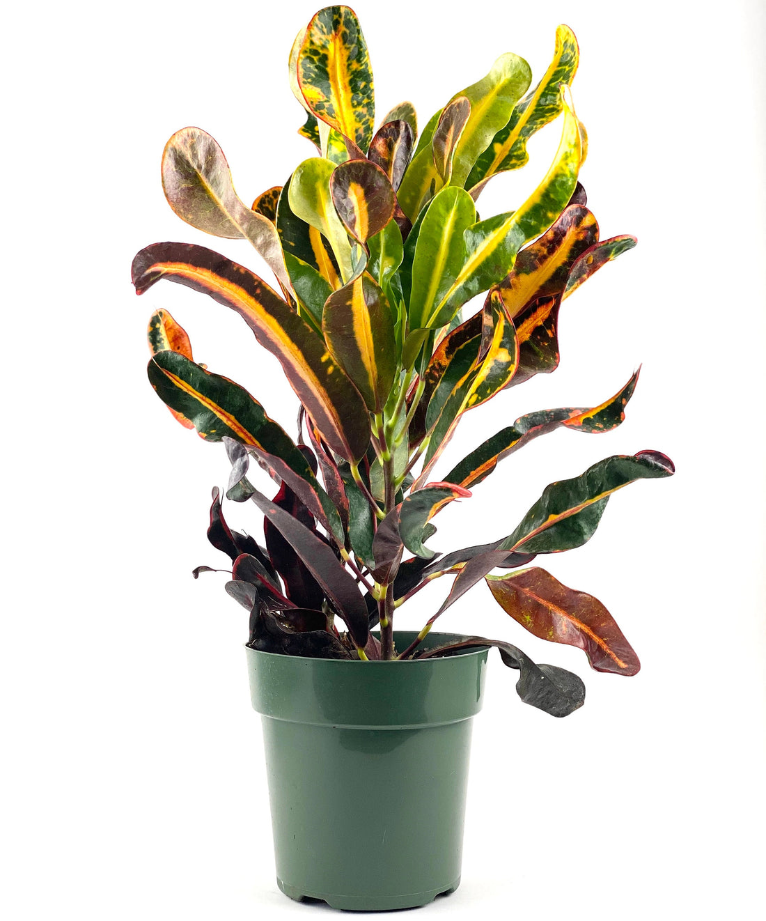 Croton Mammy Red, Mammey Live Tropical Plant Indoor or Outdoor