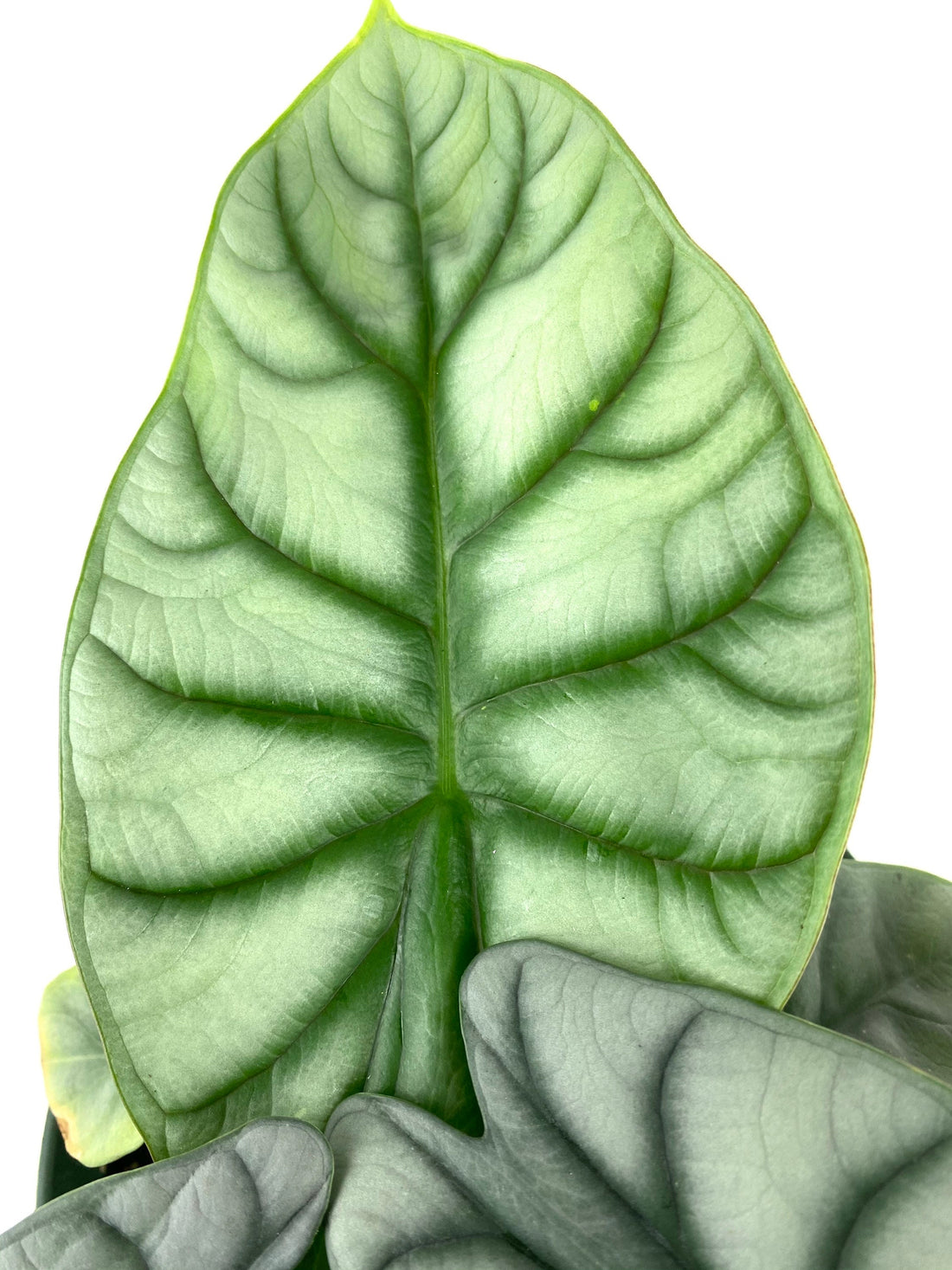 Alocasia Baginda Silver Dragon, Live Indoor Plant.