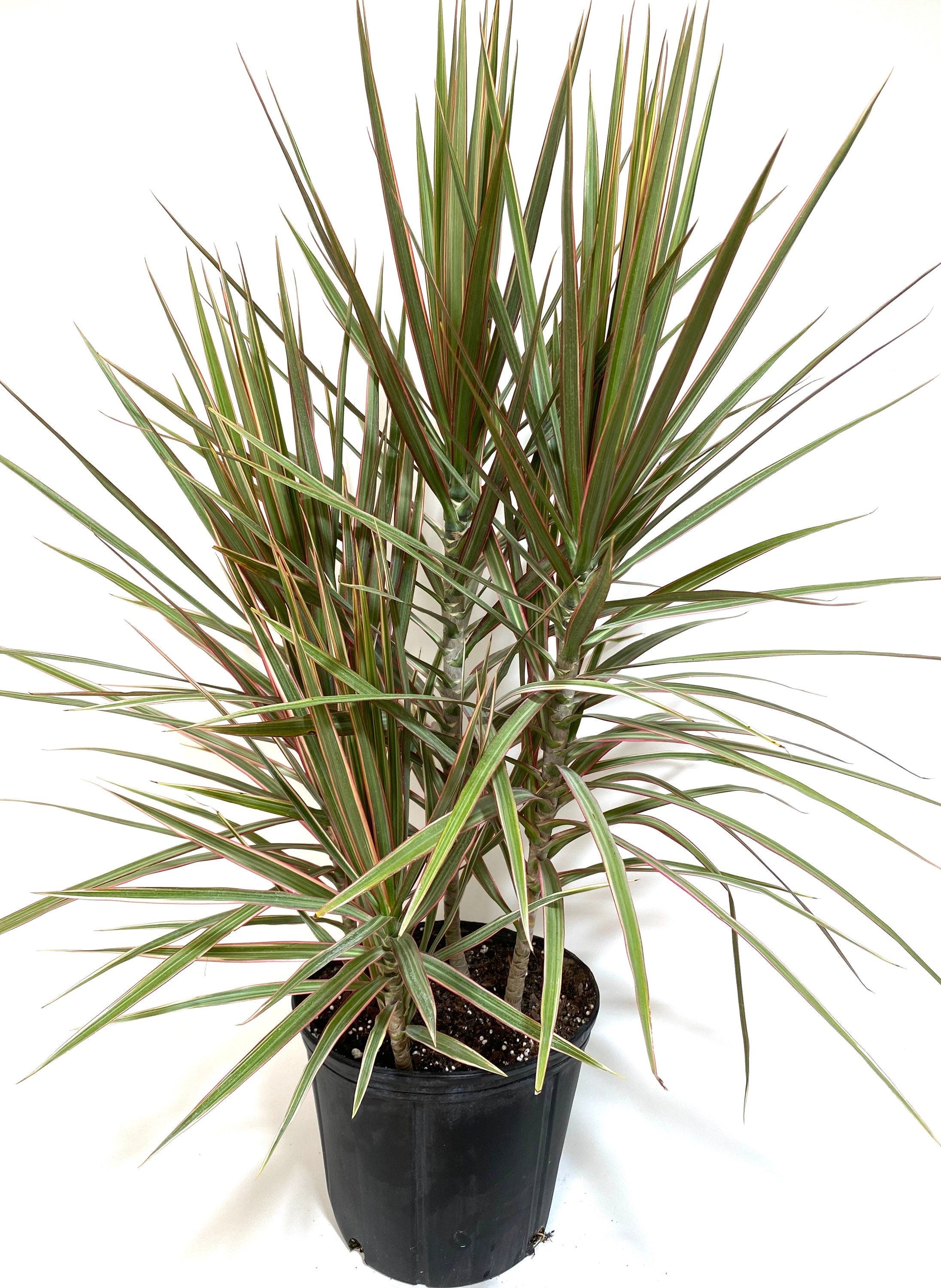 Madagascar Dragon Tree - Dracaena marginata - 3 Feet Tall - Multiple Trunks s in online One Pot - Ship in 3 Gal Pot