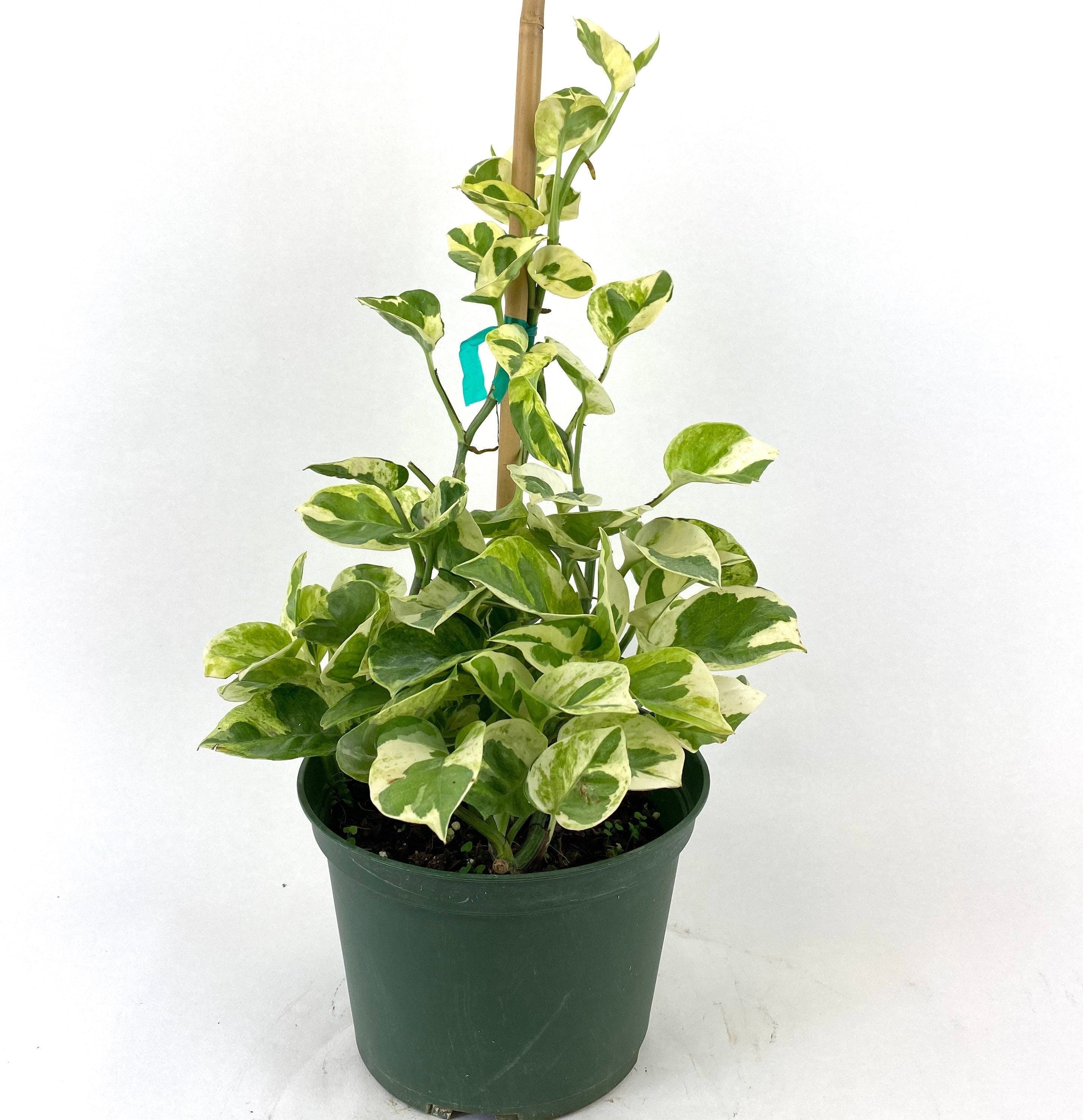 pothos n joy vs marble queen Pothos N'joy, Pearls and Jade in Trellis
