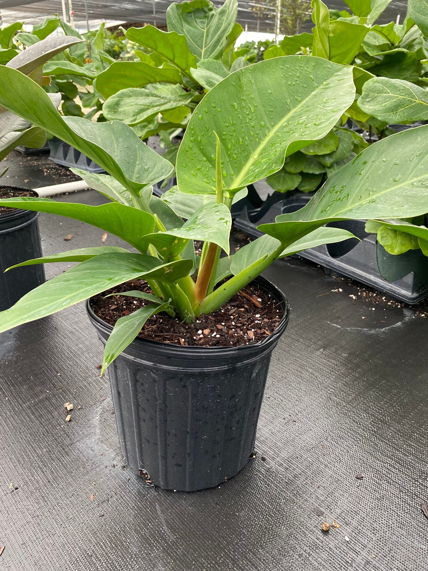 philodendron imperial green spacing Philodendron Imperial Green
