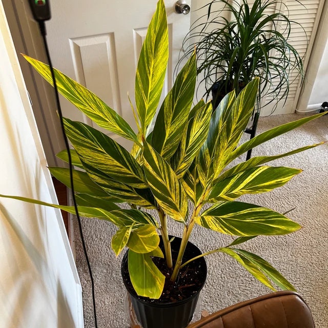 Ginger Shell Variegated, Live Tropical Prayer Plant inside house