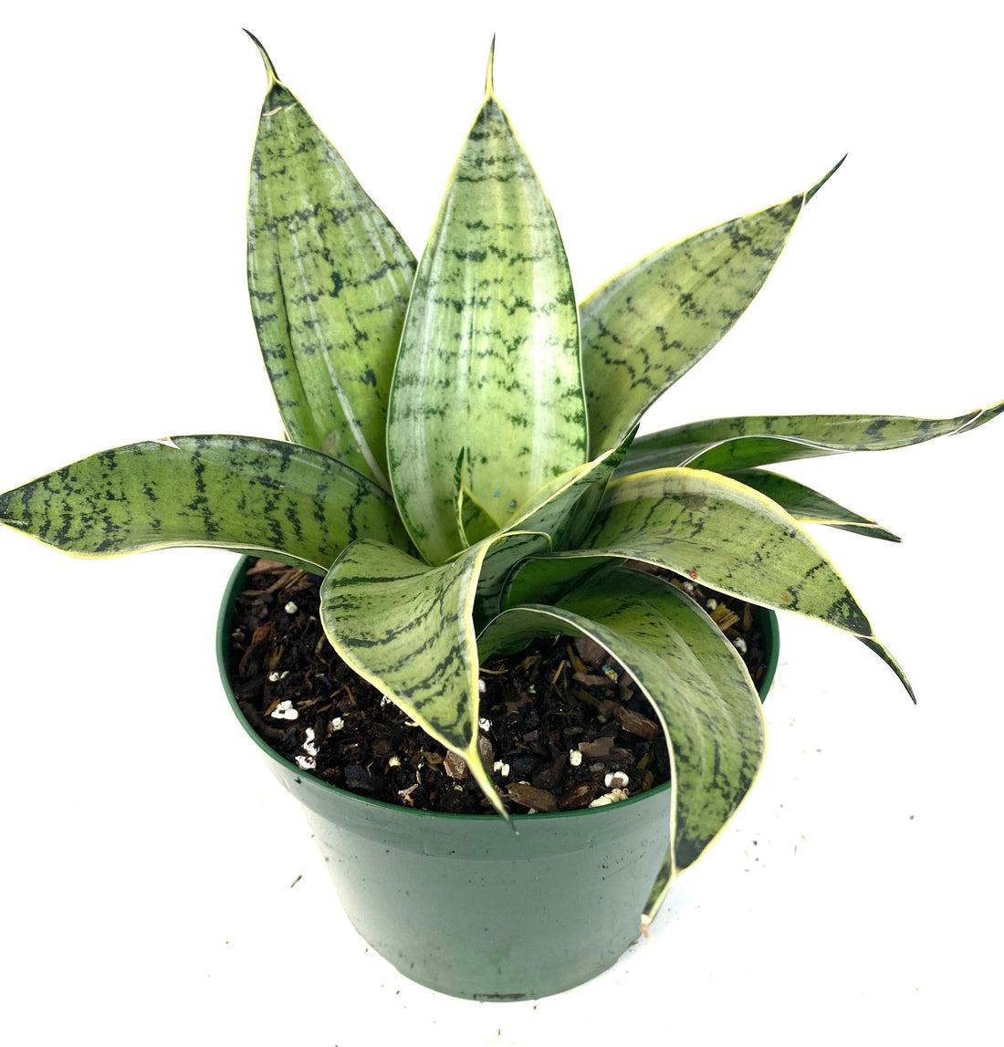 Sansevieria Hahnii Silver, Snake Plant, 6in White Deco Pot