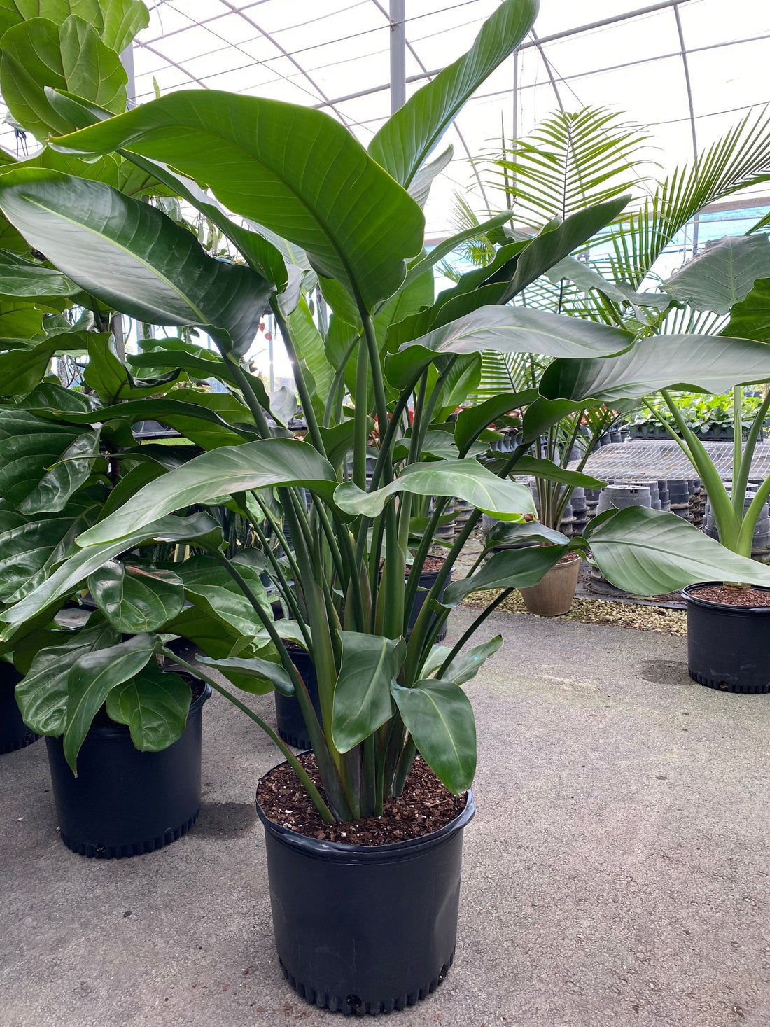 Strelitzia Nicolai Indoors strelitzia-nicolai-indoors