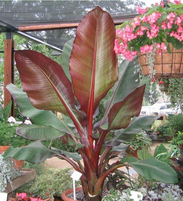 Musa Ensete Maurelii Red Abyssinian