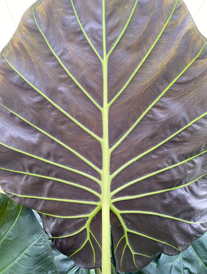 Alocasia Regal Shields, Elephant Ears Live Tropical Plant leaf view