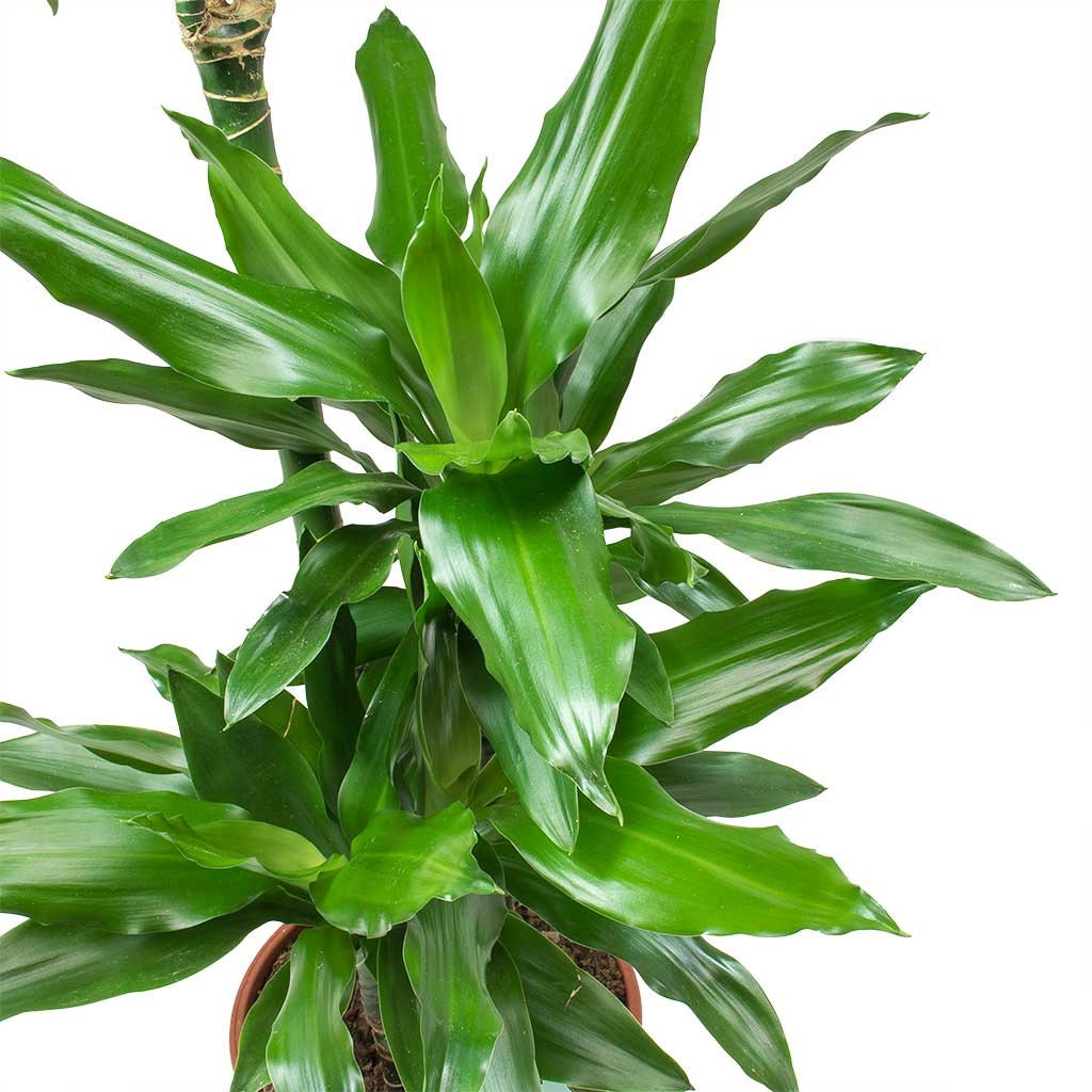 Dracaena Janet Lind Steudneri