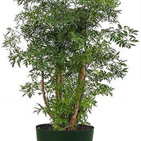 Aralia Chinese Ming Tree, Polyscias Fruticosa