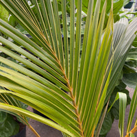 Coconut Tree Red Spicata, Exotic and Rare