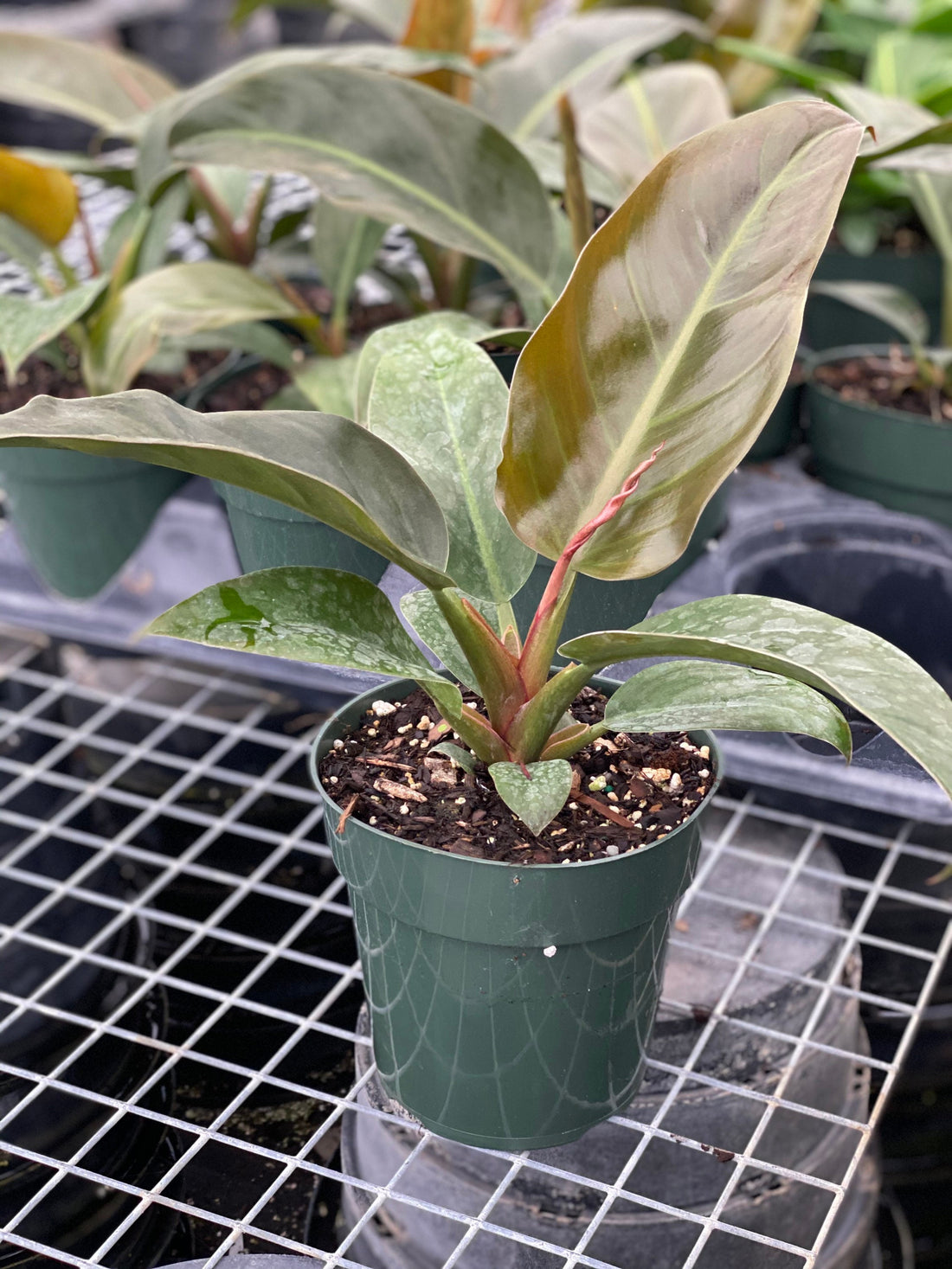 Philodendron Imperial Red in a green pot