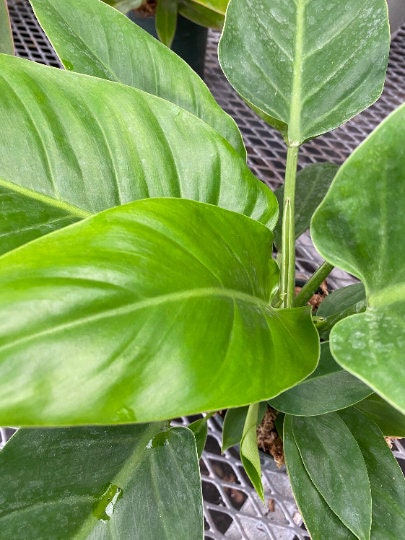 philodendron green diamond size Philodendron Imperial Green