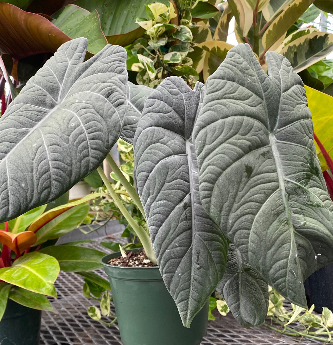 Alocasia Maharani, Live Tropical Plant.