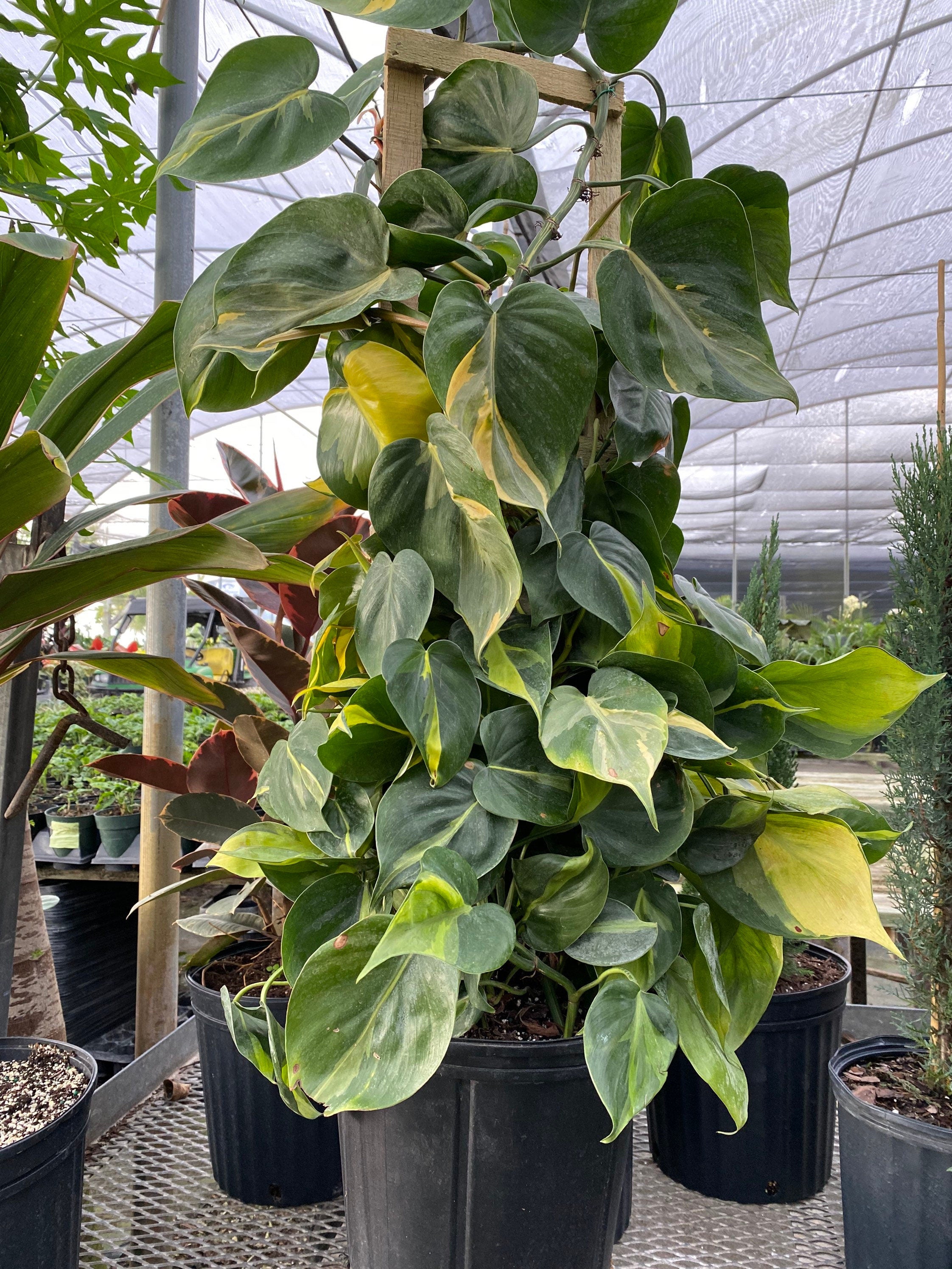 front view of Philodendron Brazil in Trellis, Live Tropical Plant Vine in a nursery