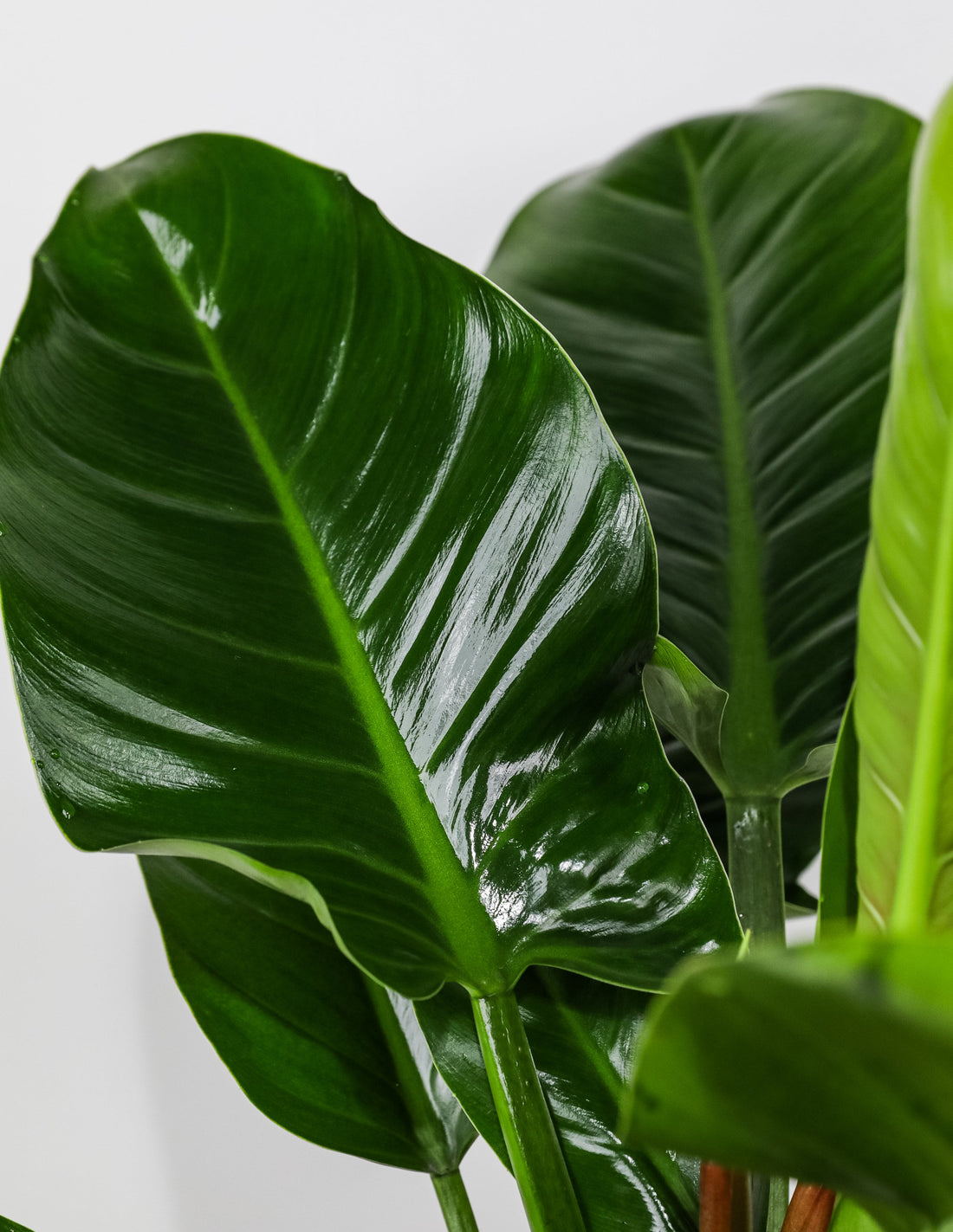 leaf of Philodendron Green Congo, Natures Beauty