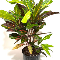 Croton Magnificent, Live Plant Indoor or Outdoor