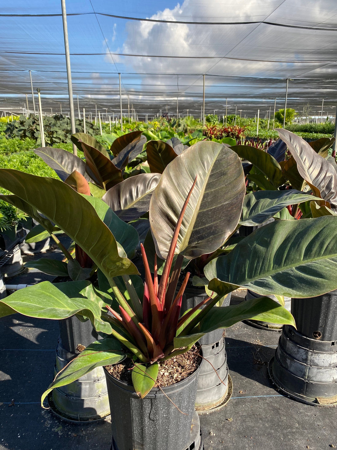 outside view of Philodendron Black Cardinal, Live Tropical Plant Indoor Air Purifier