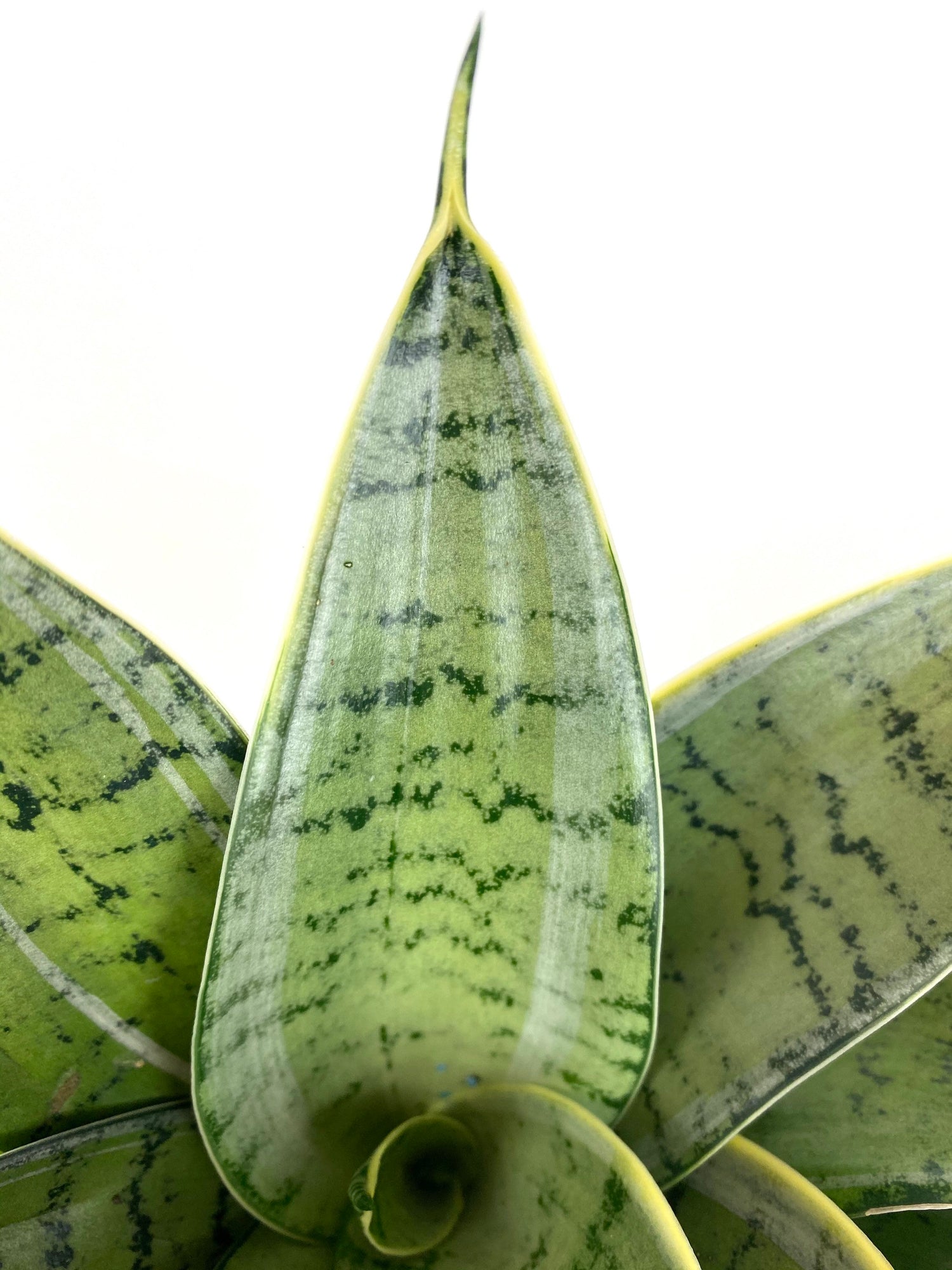 silver hahnii snake plant Sansevieria Hahnii Silver, Snake Plant, 6in White Deco Pot