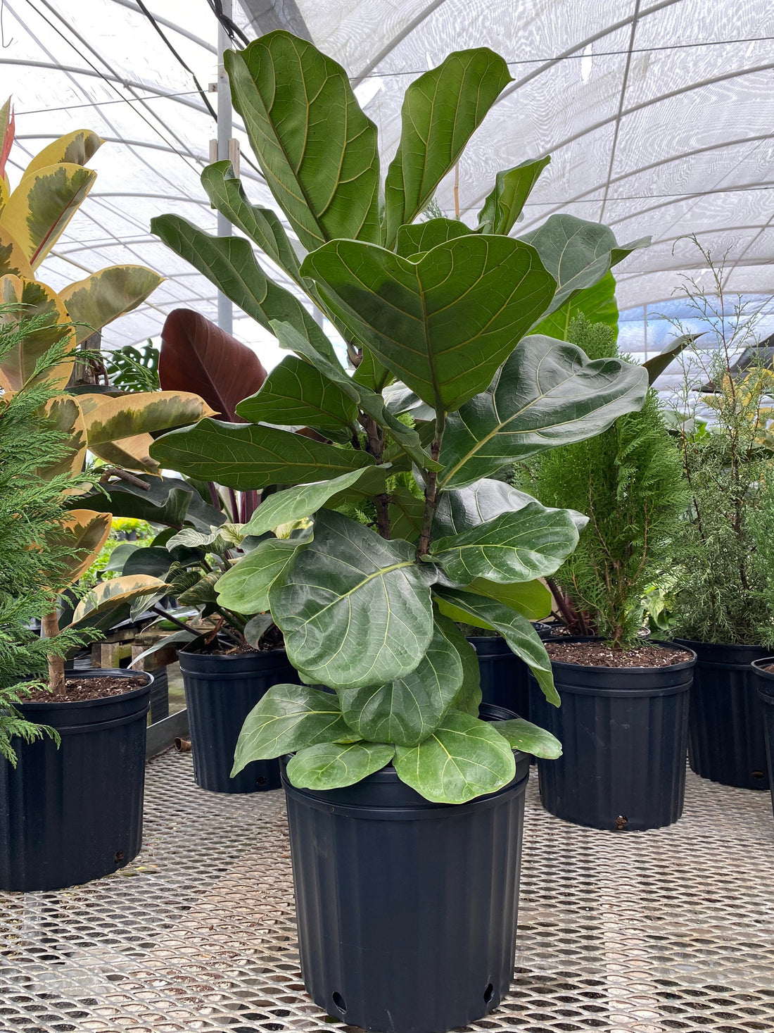 Ficus Lyrata Bush, Fiddle Leaf Fig Tree
