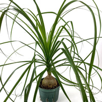 Palm Ponytail Mexican, Elephant Foot Live Plant