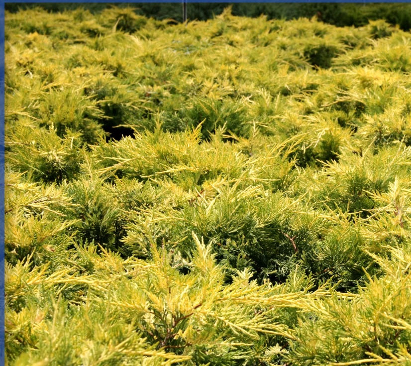 Gold Lace Juniper Shrub