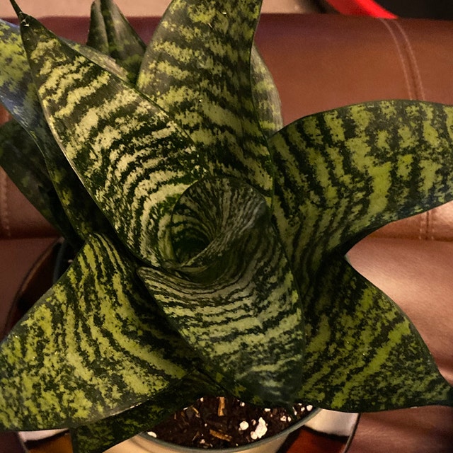 Sansevieria Hahnii Dwarf Robusta, Snake Plant, 6in White Deco Pot