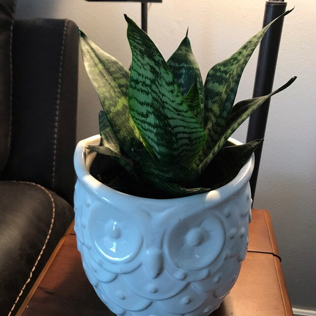 Sansevieria Hahnii Dwarf Robusta, Snake Plant, 6in White Deco Pot