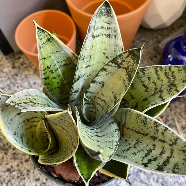 Sansevieria Hahnii Silver, Snake Plant, 6in White Deco Pot
