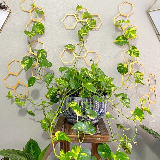 Golden Pothos in Hanging Basket, Epipremnum Aureum