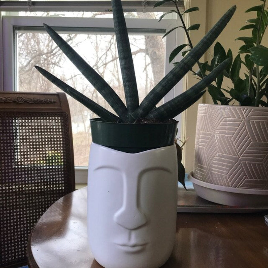 Sansevieria Starfish snake plant in a white face-shaped planter.