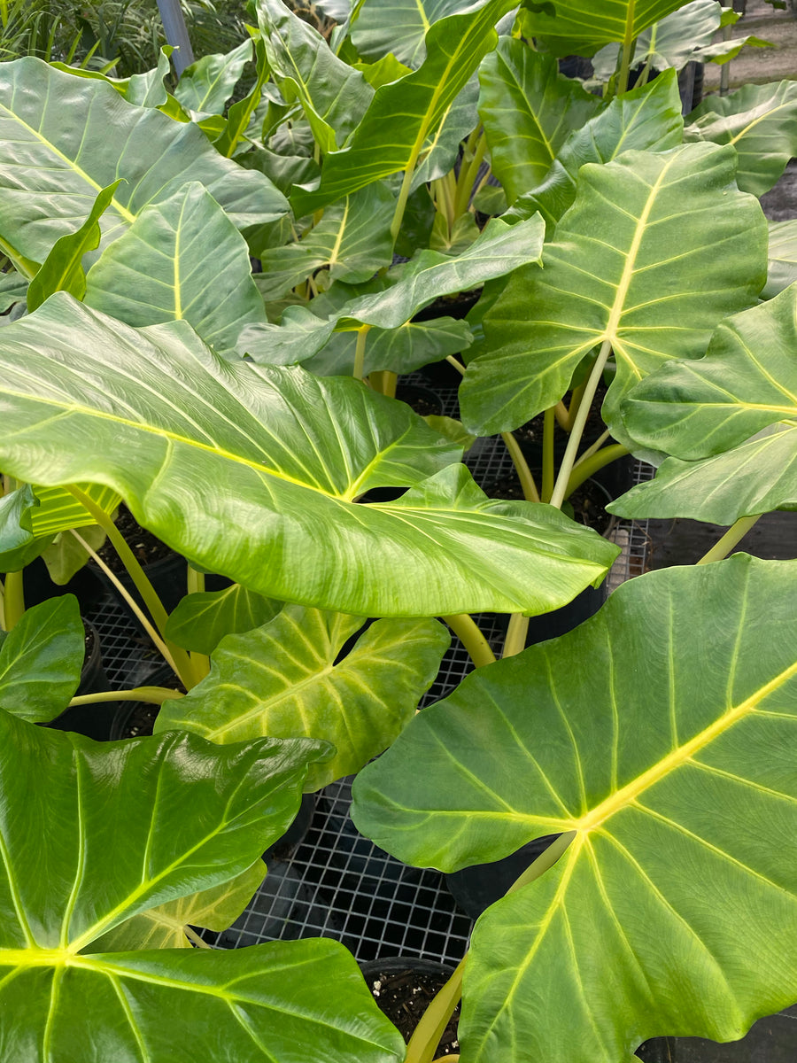 Alocasia Yellow Stem, Elephant Ears, Live Tropical Plant