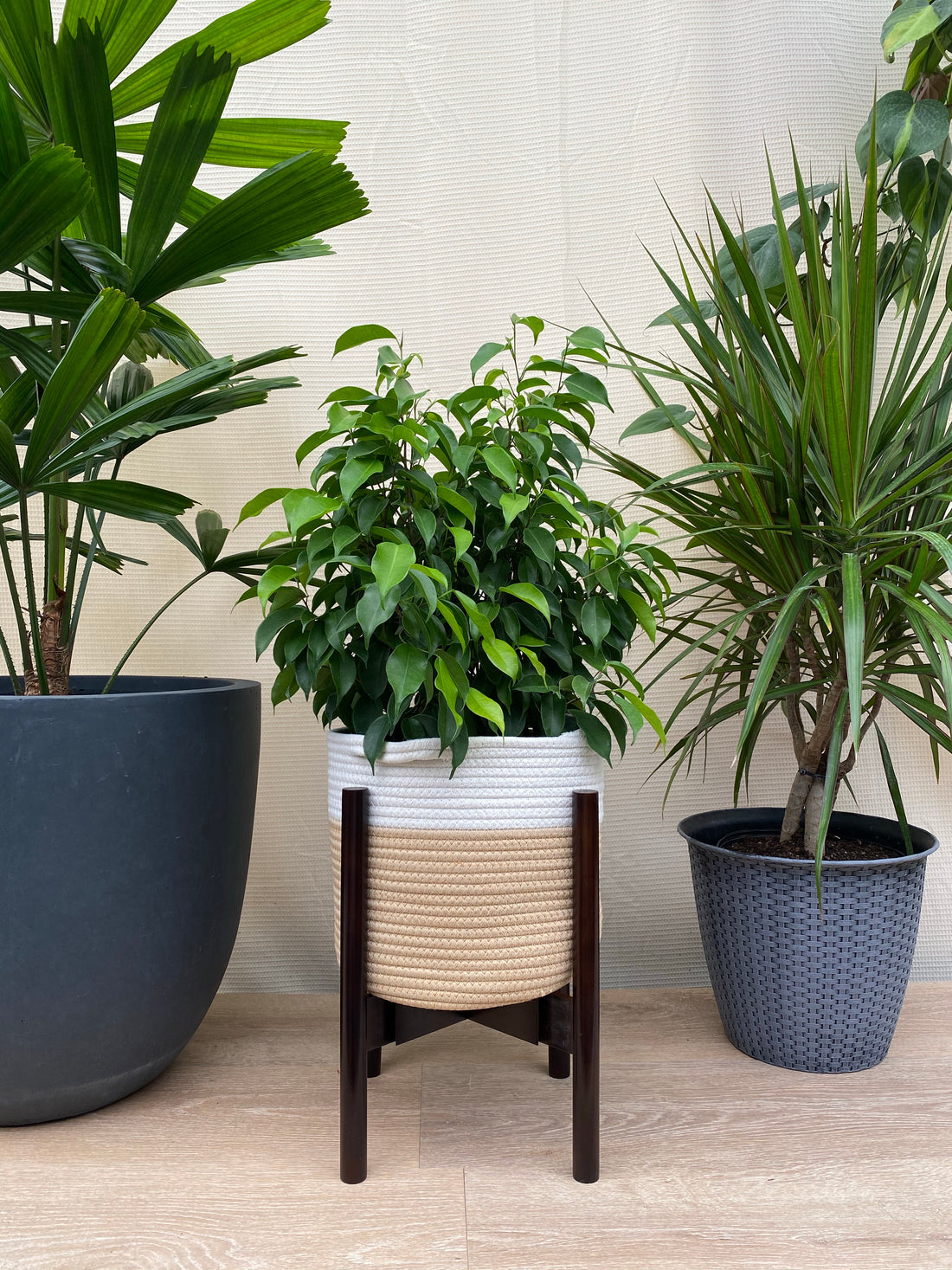 Ficus Benjamina Florida Spire, Weeping Fig beside wall
