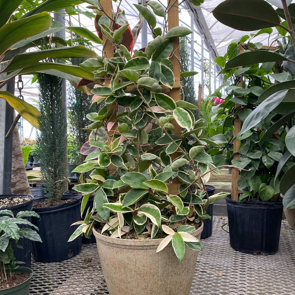 Hoya Krimson Queen in Trellis, Hoya Carnosa Variegated