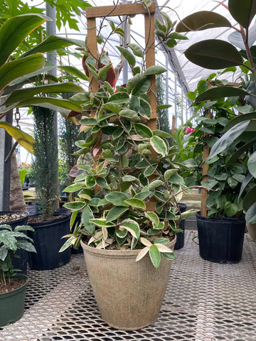 Hoya Krimson Queen in Trellis, Hoya Carnosa Variegated