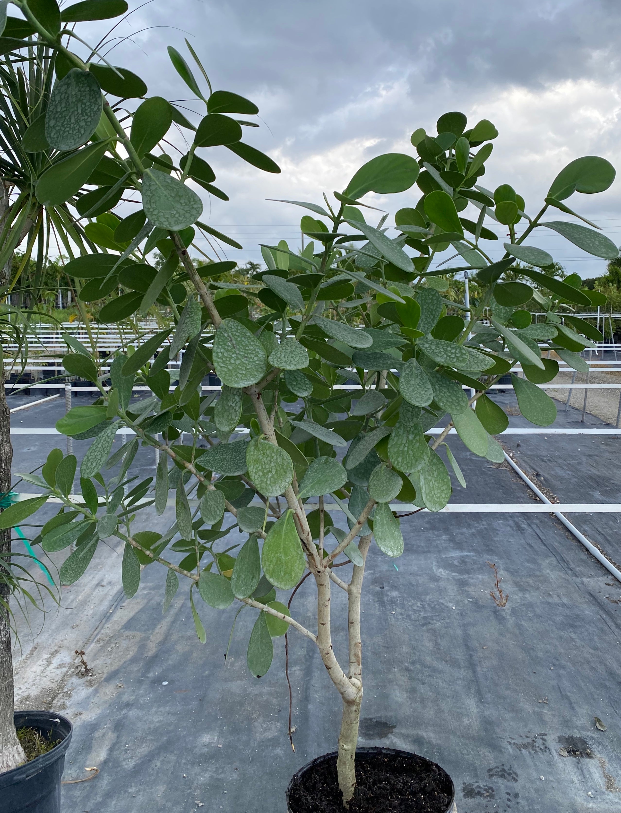 Clusia Guttifera Tree Form, Fast Growing Tree leaves view